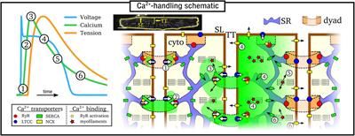 Multi-Scale Computational Modeling of Spatial Calcium Handling From Nanodomain to Whole-Heart: Overview and Perspectives